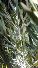 Neosparassus calligaster