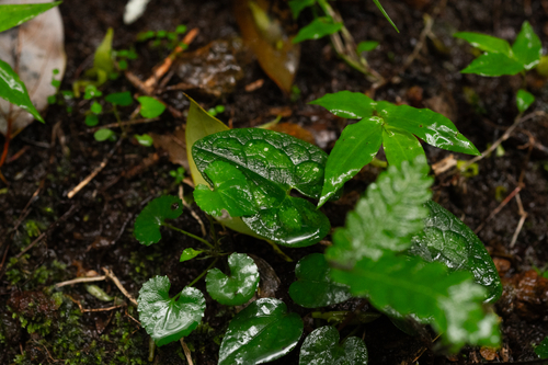 Asarum muramatsui
