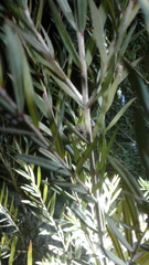 Neosparassus calligaster