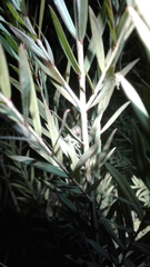 Neosparassus calligaster