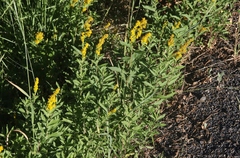 Solidago elongata