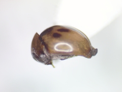 Agathidium maculosum