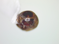 Agathidium maculosum