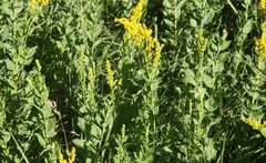 Solidago elongata