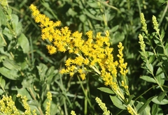 Solidago elongata