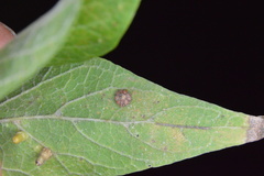 Celticecis capsularis