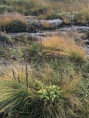 Liatris helleri