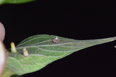 Celticecis capsularis