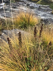 Liatris helleri