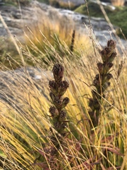 Liatris helleri