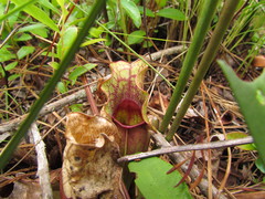 Sarracenia purpurea venosa