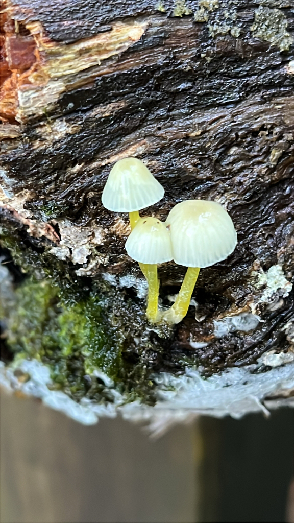 Mycena epipterygia · June 2025 · photo: © brechtverstraete (iNaturalist, cc0)