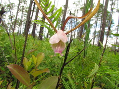 Cleistesiopsis divaricata