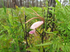 Cleistesiopsis divaricata