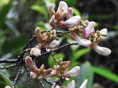 Millettia