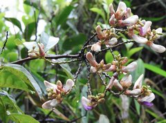 Millettia