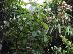 Millettia