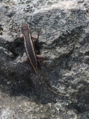 Sceloporus chrysostictus