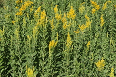 Solidago elongata