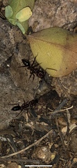 Odontomachus desertorum