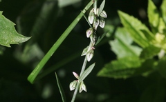 Polygonum douglasii