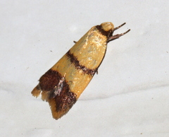 Heteroteucha translatella
