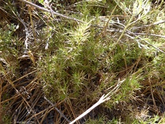 Galium andrewsii