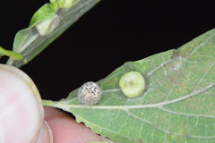 Celticecis pubescens