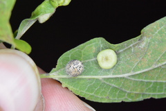 Celticecis pubescens