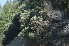 Arctostaphylos viscida