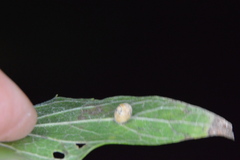 Celticecis pubescens