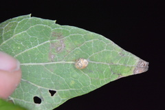 Celticecis pubescens