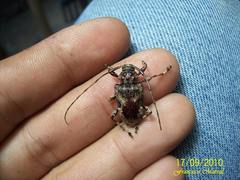 Lagocheirus araneiformis