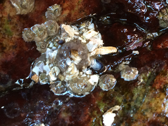 Aulactinia stella