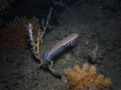 Maiden Goby photo 2
