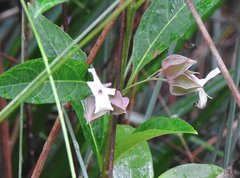 Clerodendrum fortunatum