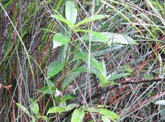 Clerodendrum fortunatum