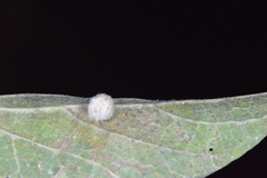 Celticecis pubescens