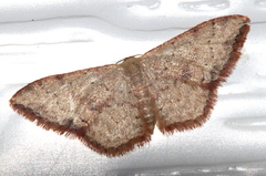 Idaea coercita