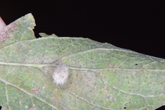 Celticecis pubescens