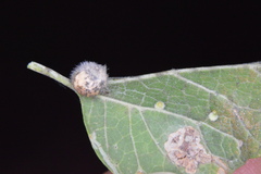 Celticecis pubescens