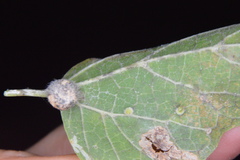 Celticecis pubescens