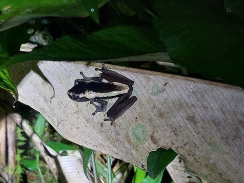 Black-flanked Treefrog