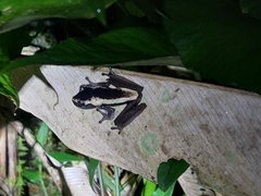 Black-flanked Treefrog