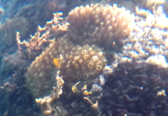 Distaplia