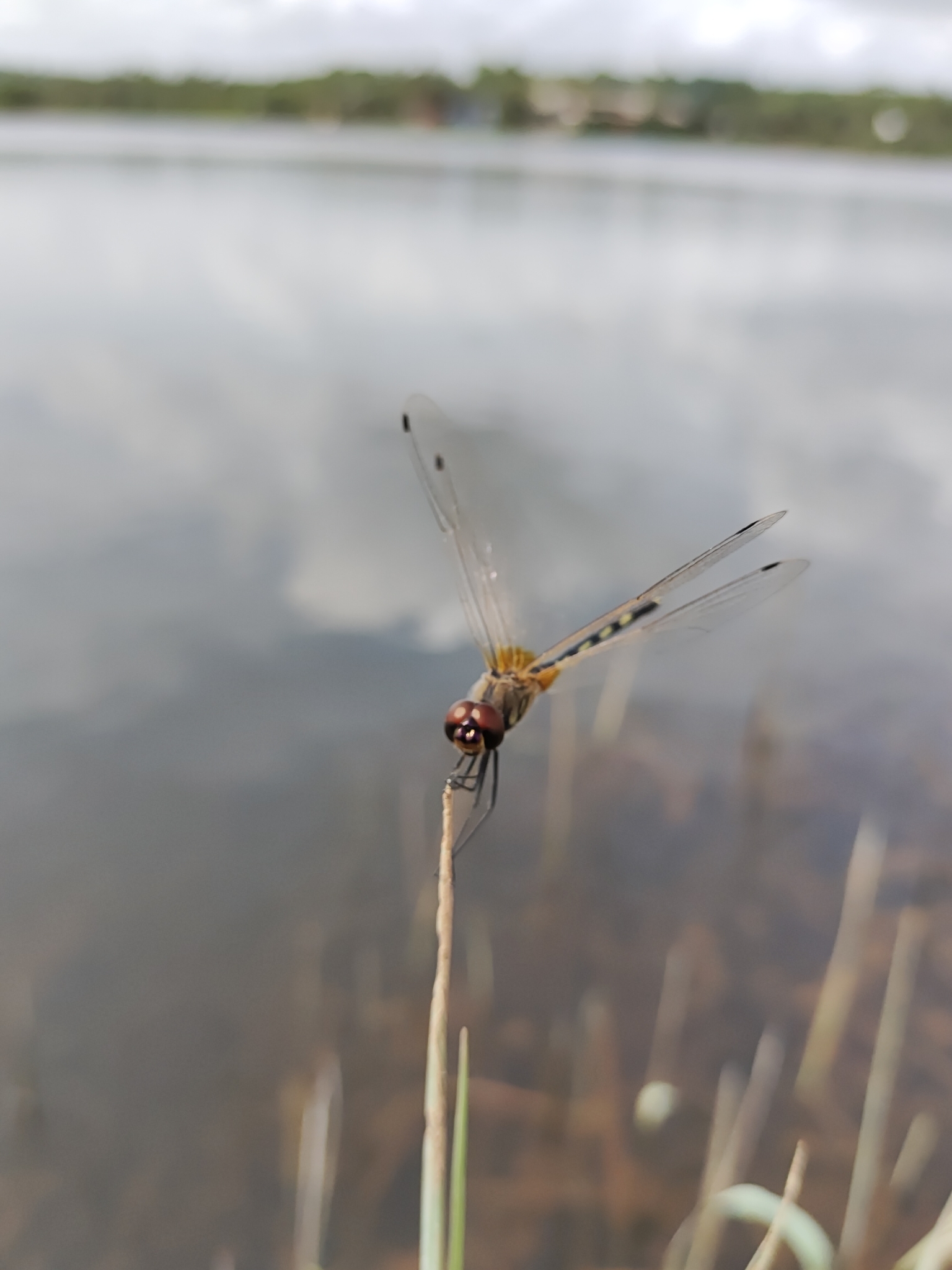 Long-Legged Marsh Glider