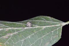 Celticecis pubescens