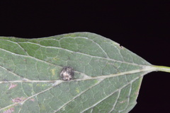 Celticecis pubescens