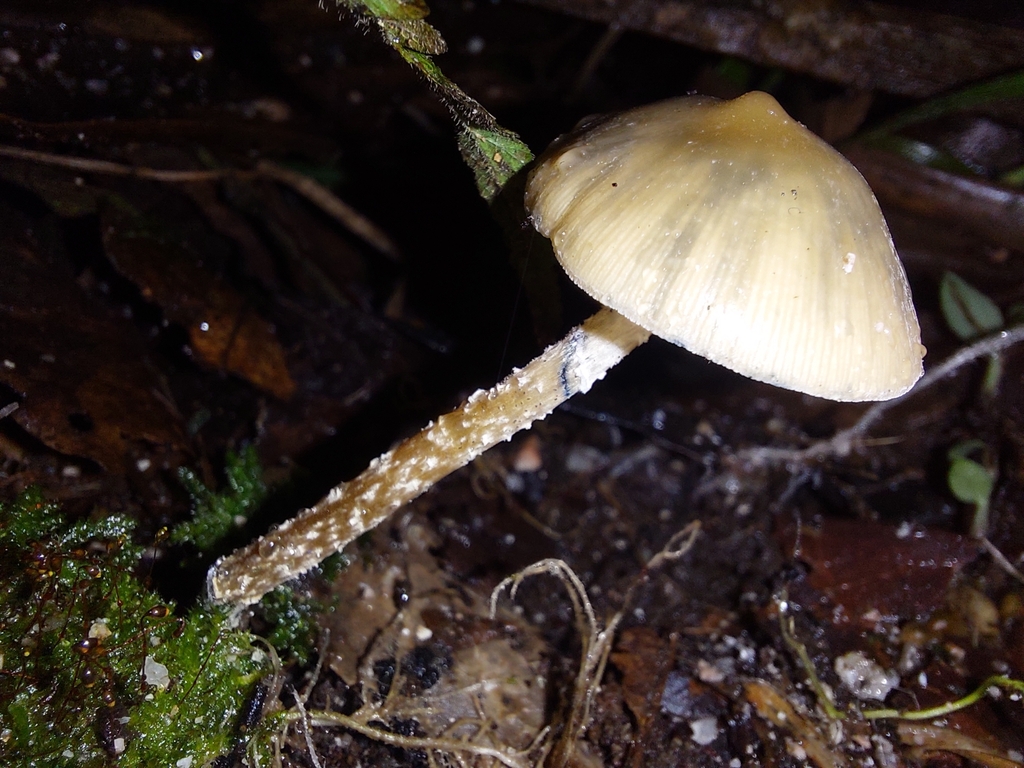 Psilocybe zapotecorum · May 2025 · photo: © rafaellacev (iNaturalist, cc-by)