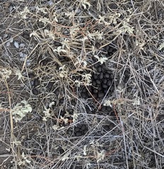 Odocoileus virginianus texanus